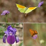 The Lot, a paradise for butterflies